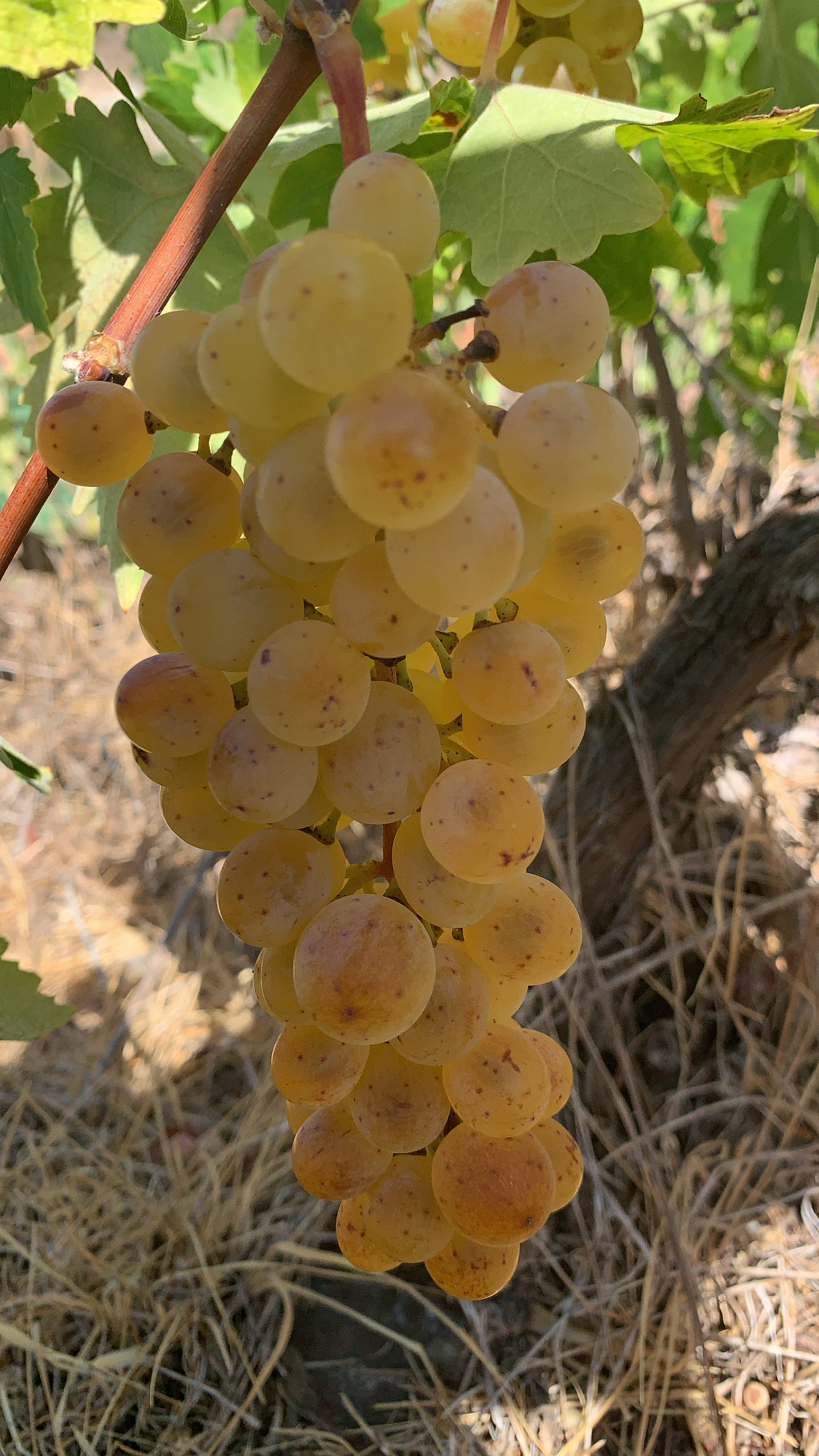 Indigenous Grapes