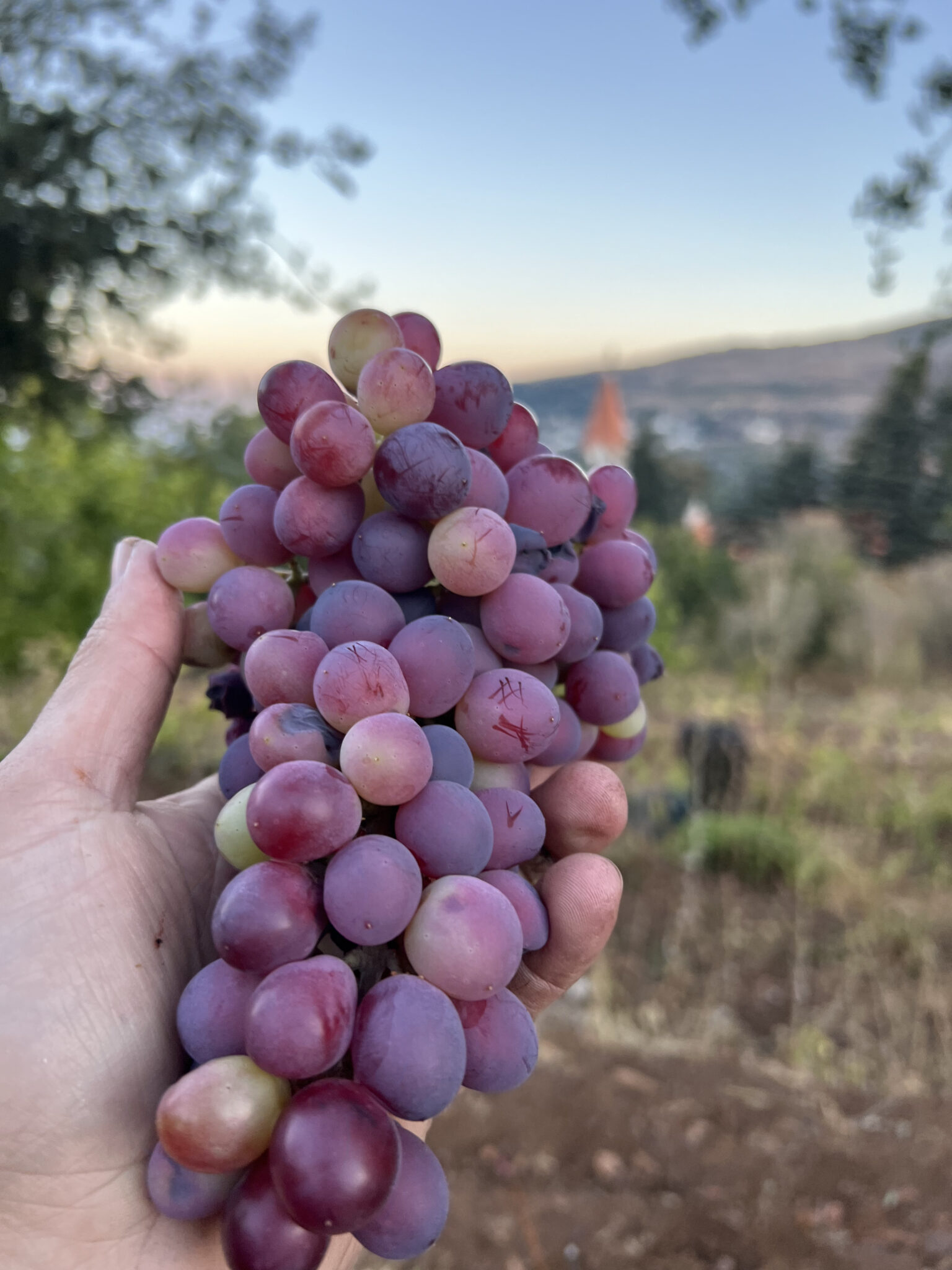 Sabbaghieh / Marini