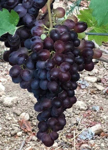Baladi grape bunch from Cremisan Winery, Bethlehem, Palestine